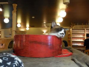 猫カフェ